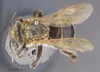 Media type: image;   Entomology 550 Aspect: habitus dorsal view